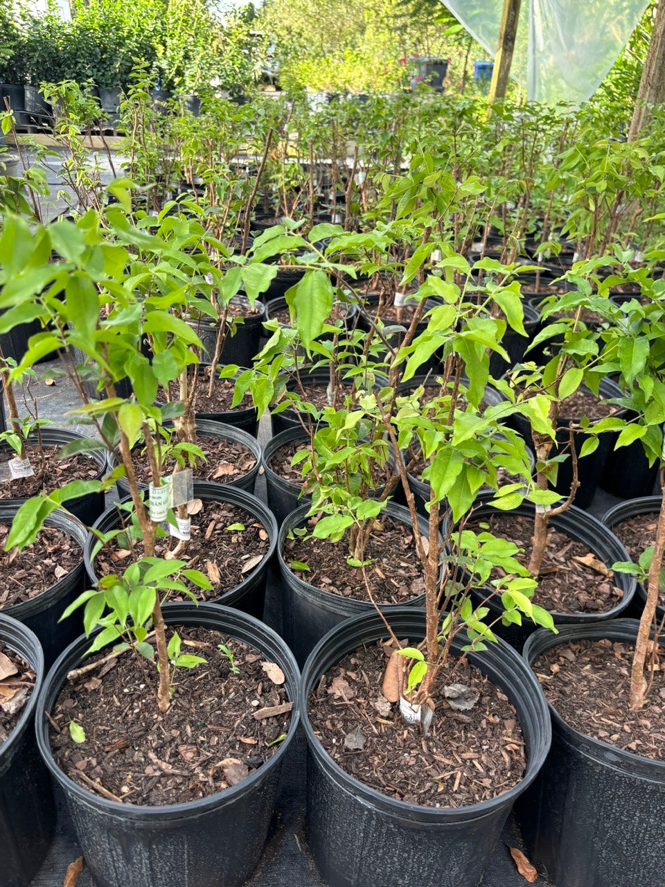 Red Hybrid-Jaboticaba Tree- Nho Than Go 12 vu