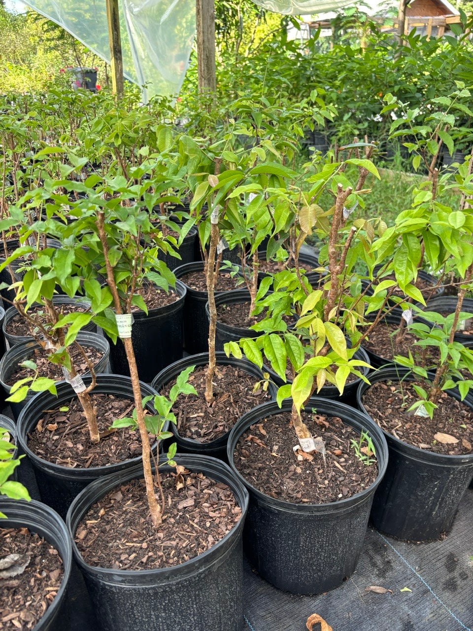 Red Hybrid-Jaboticaba Tree- Nho Than Go 12 vu