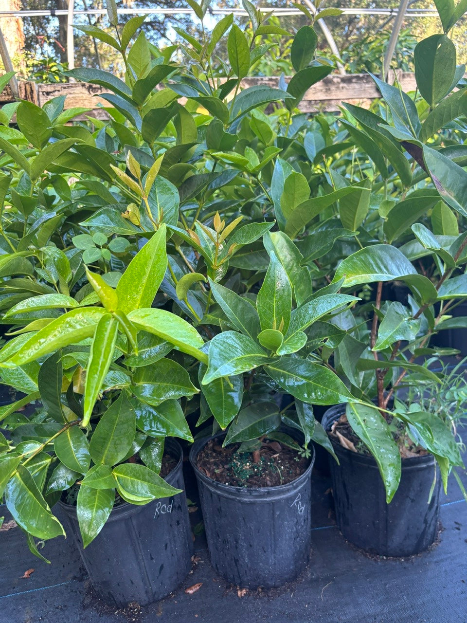Red Wax Jambu Tree