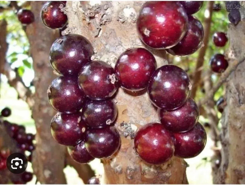 Red Hybrid-Jaboticaba Tree- Nho Than Go 12 vu