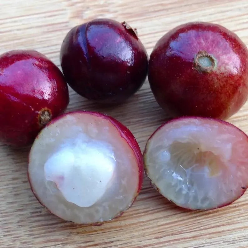 Red Hybrid-Jaboticaba Tree- Nho Than Go 12 vu