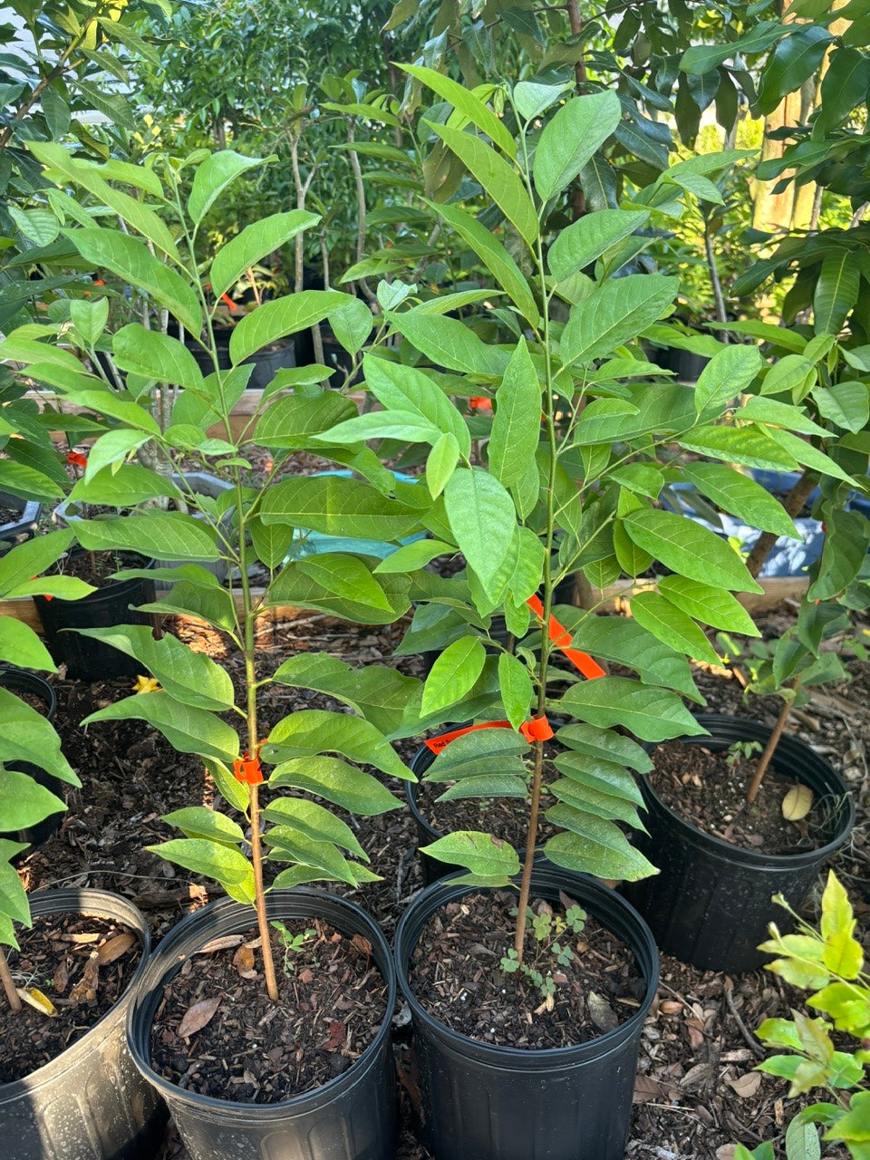 Red Sugar Apple- Mang Cau Do