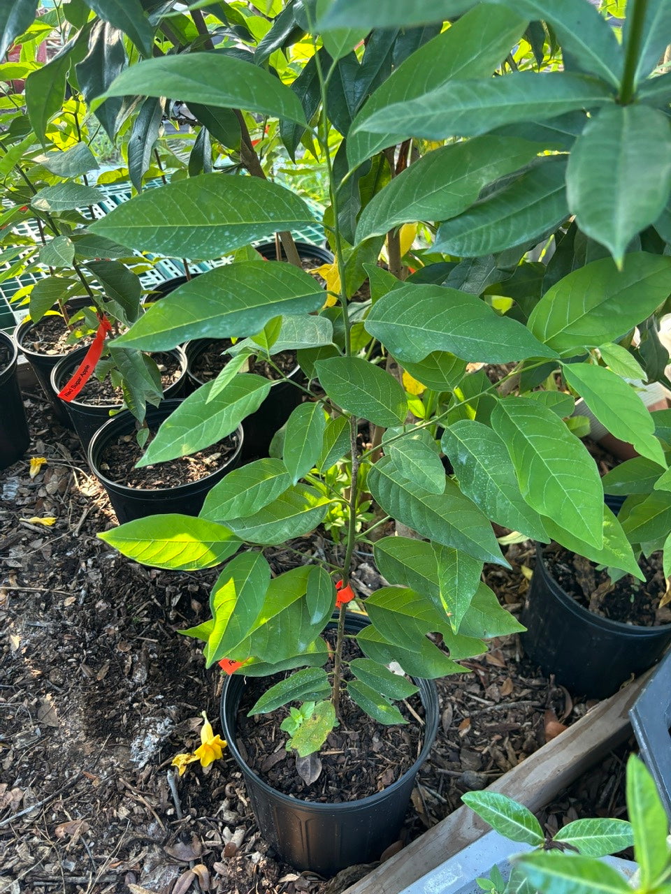 Red Sugar Apple- Mang Cau Do