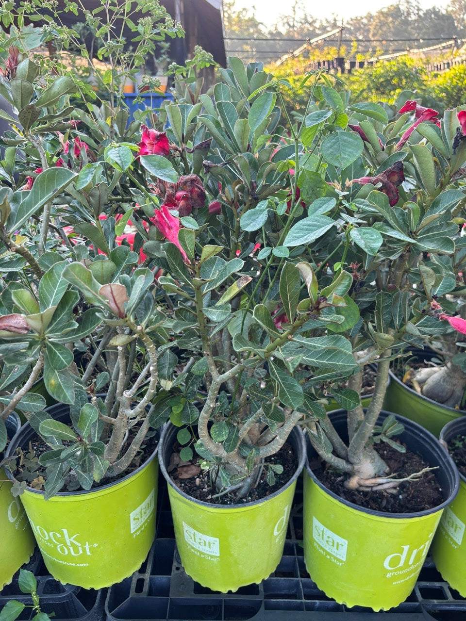 Bonsai Desert Rose- Hoa Su Bonsai