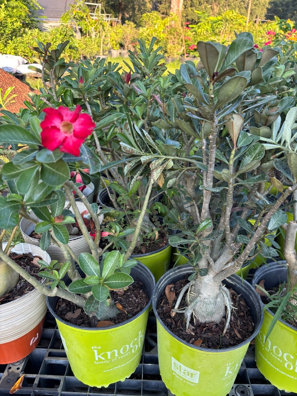 Bonsai Desert Rose- Hoa Su Bonsai