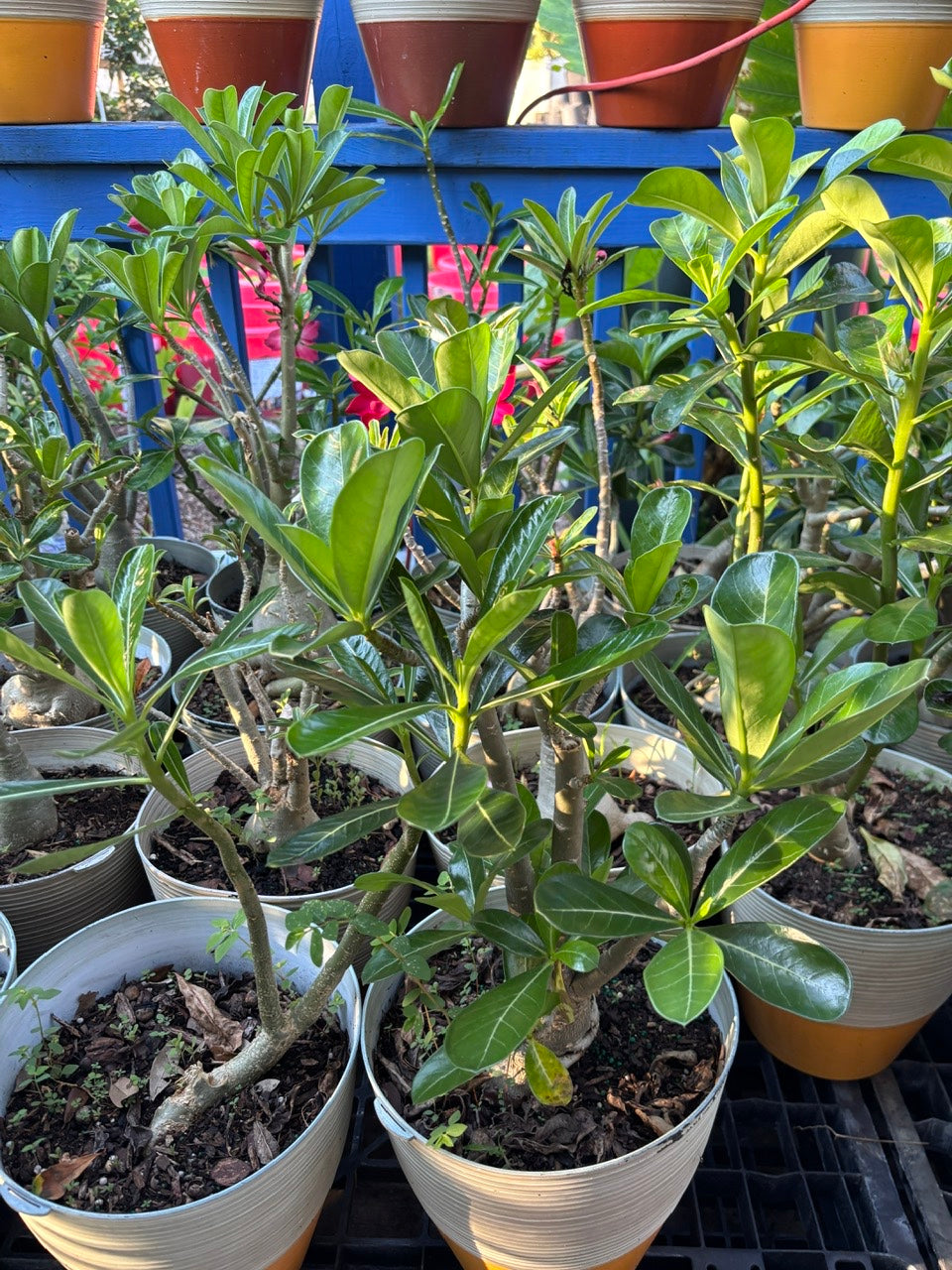 Bonsai Desert Rose- Hoa Su Bonsai
