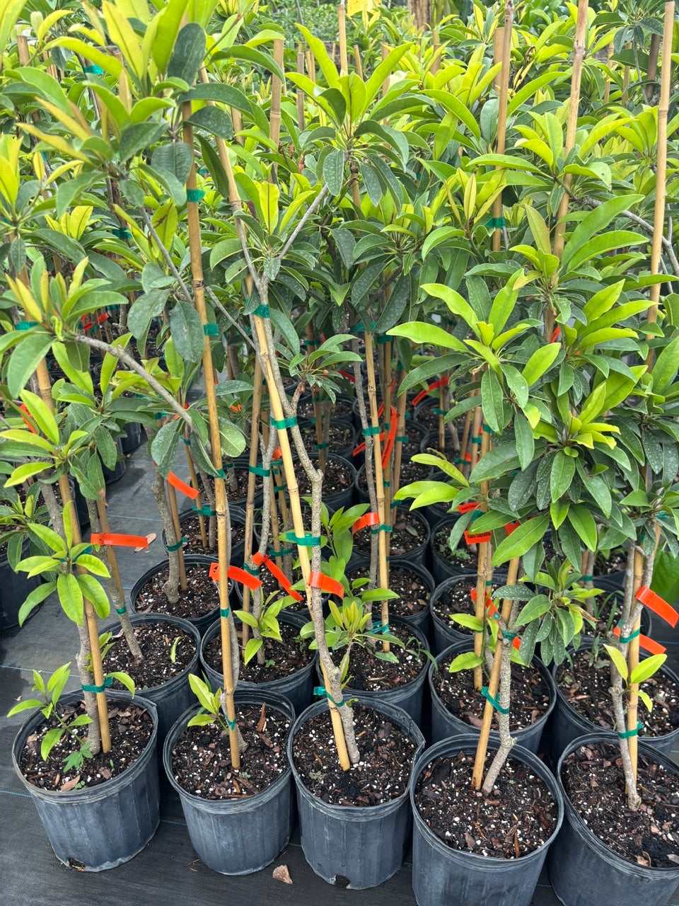 Sapodilla Tree- Sapoche