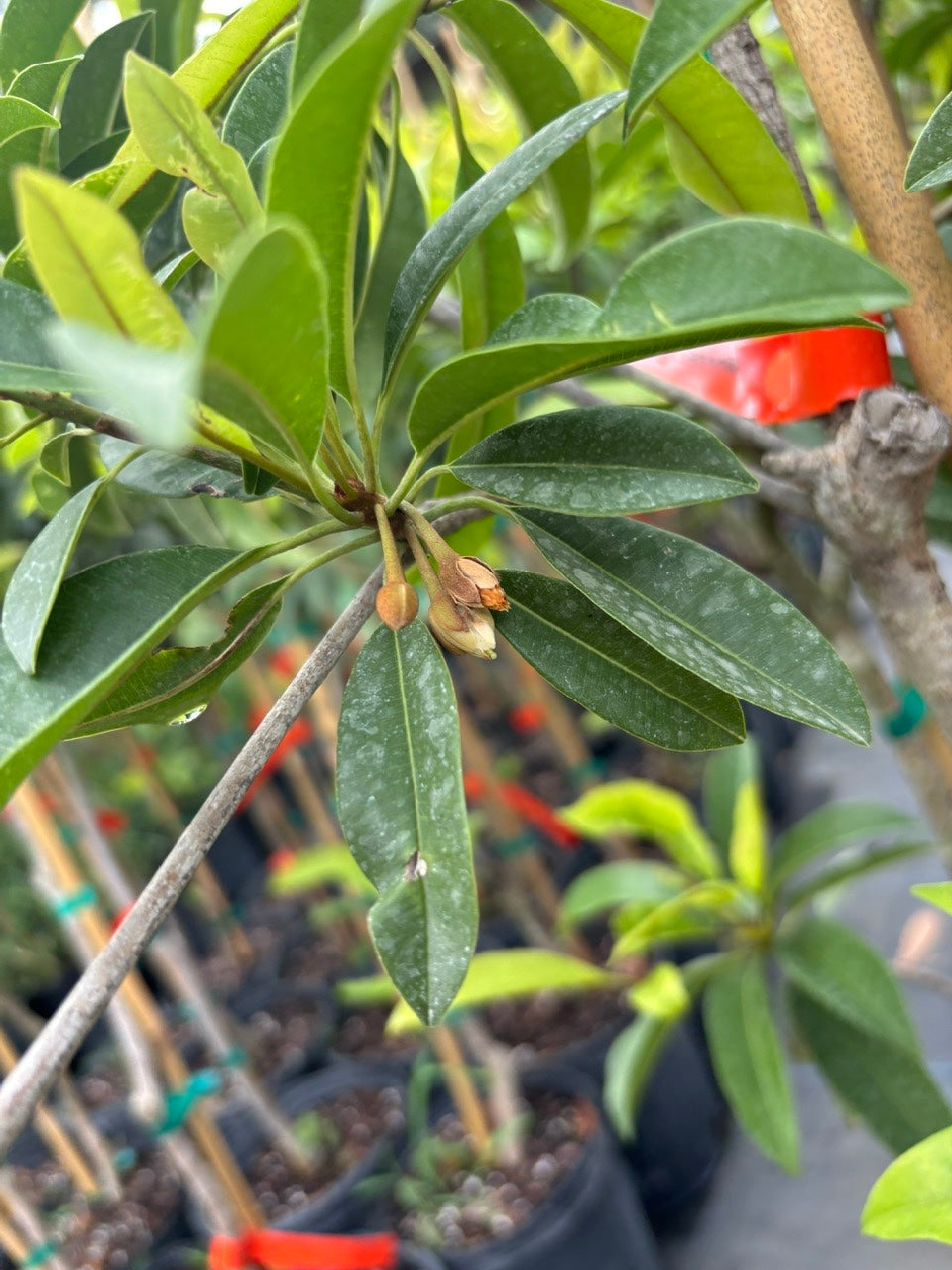 Sapodilla Tree- Sapoche