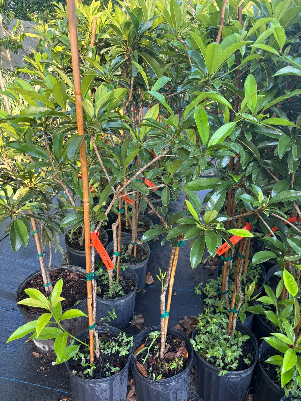 Sapodilla Tree- Sapoche