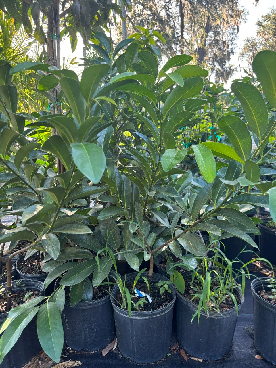 Black sapote tree- Hong socola