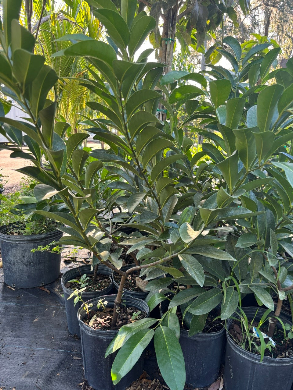 Black sapote tree- Hong socola