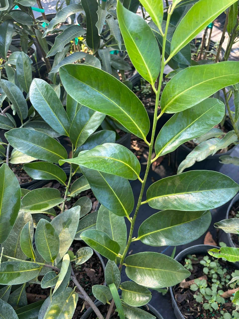 Black sapote tree- Hong socola