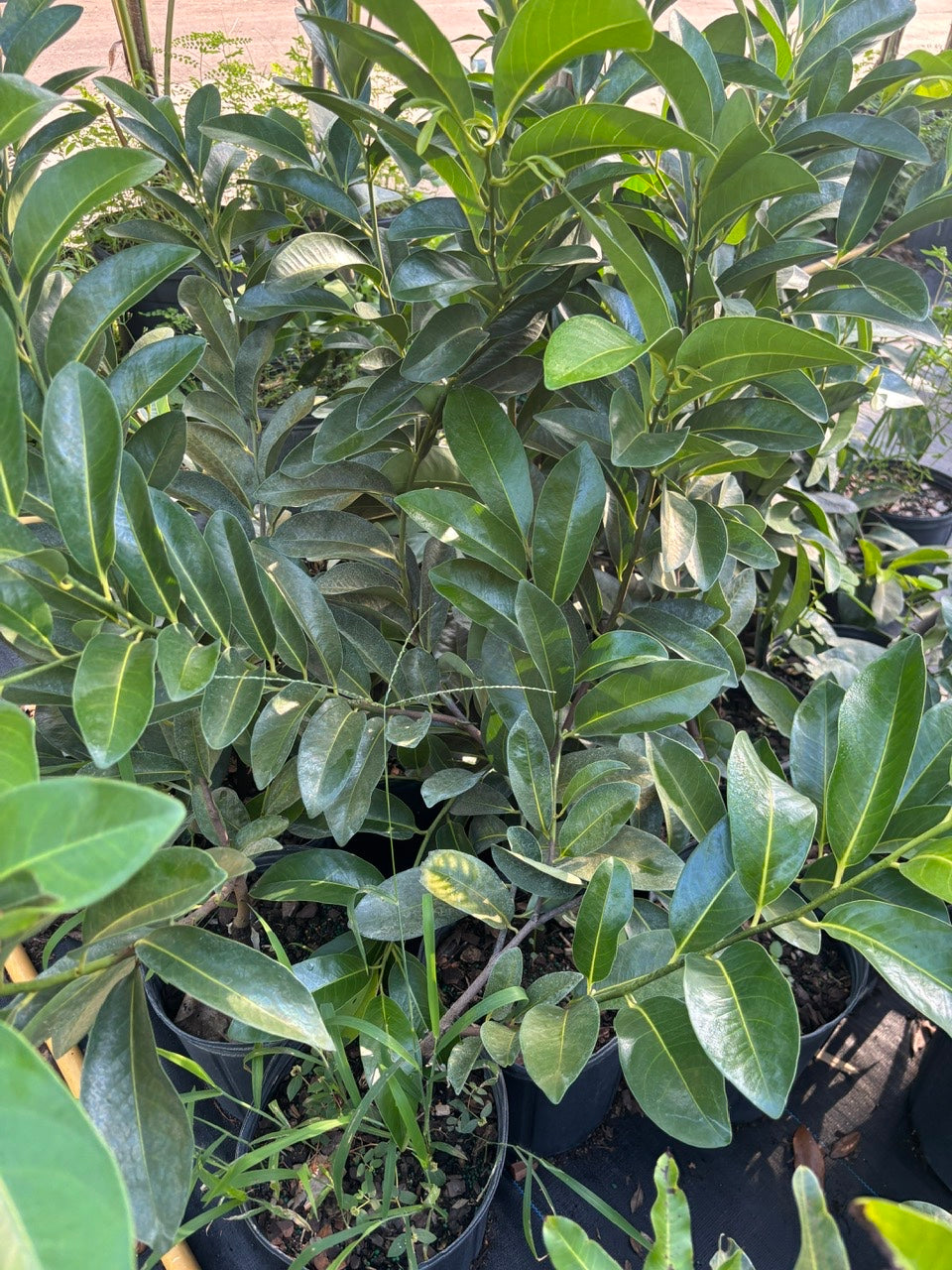 Black sapote tree- Hong socola