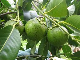Black sapote tree- Hong socola