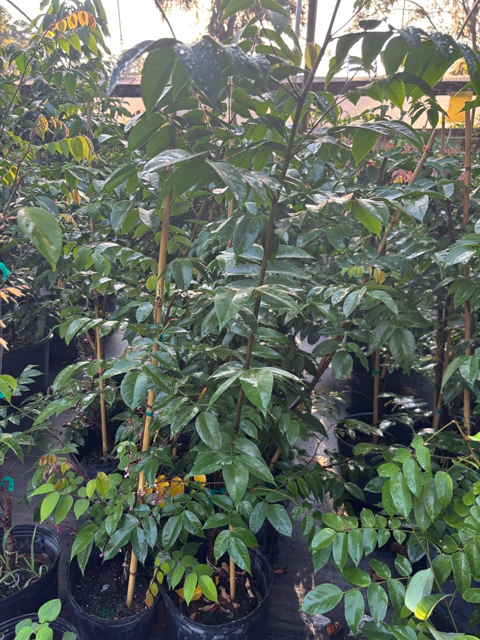 SOUR Star Fruit Tree- Khe Chua