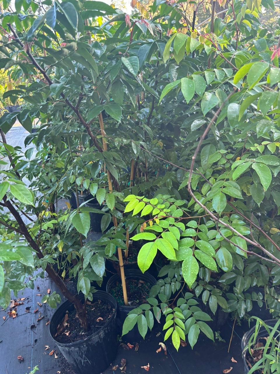 SOUR Star Fruit Tree- Khe Chua