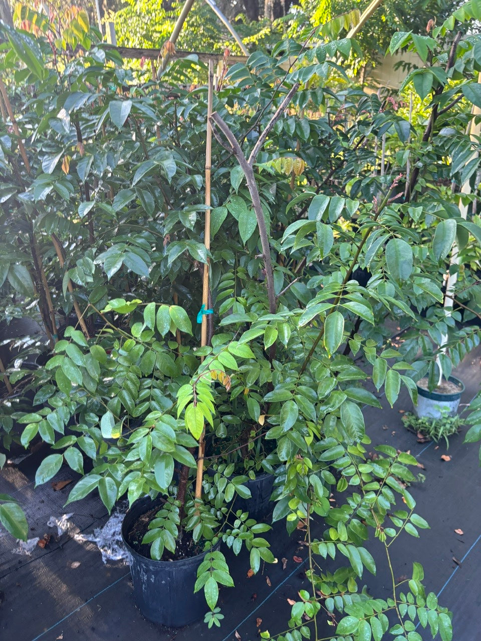 SOUR Star Fruit Tree- Khe Chua
