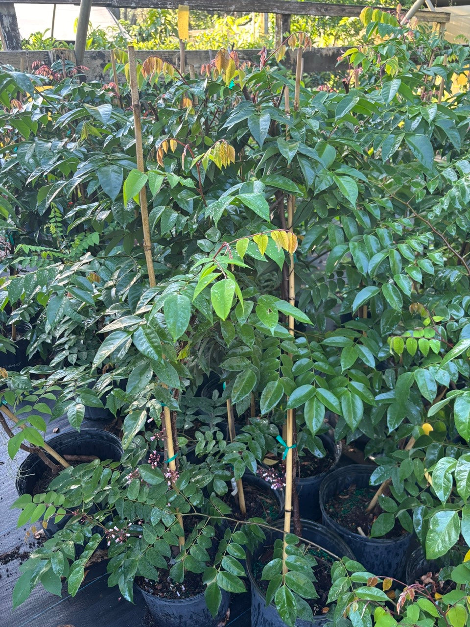SOUR Star Fruit Tree- Khe Chua