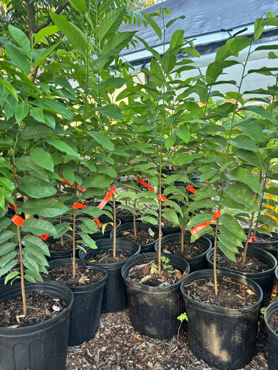 Sugar Apple Tree- Mang Cau