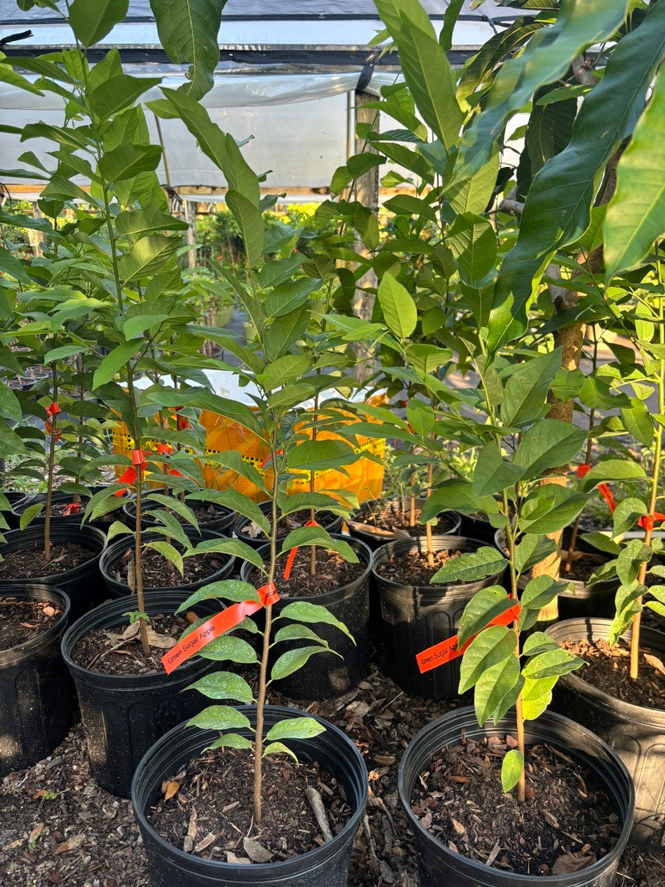 Sugar Apple Tree- Mang Cau
