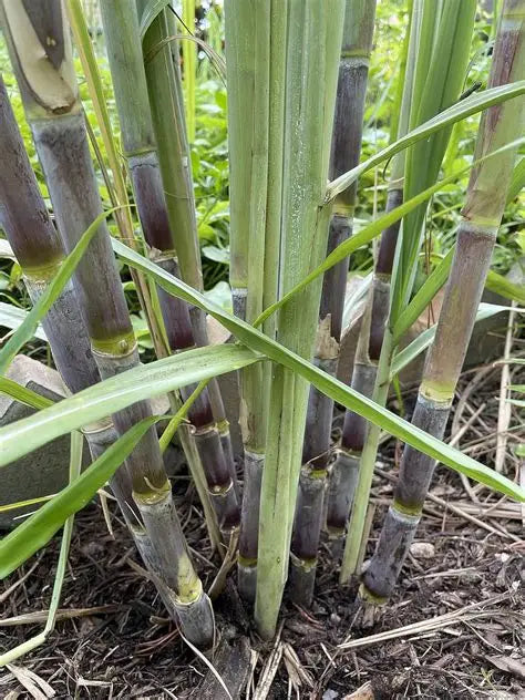 Sugarcane Tree -Bareroot Purple Sugarcane - Bui Mia