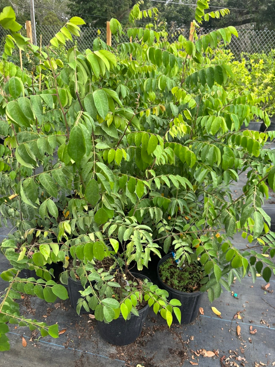 Sweet Grafted Star Fruit- Khe Ngot