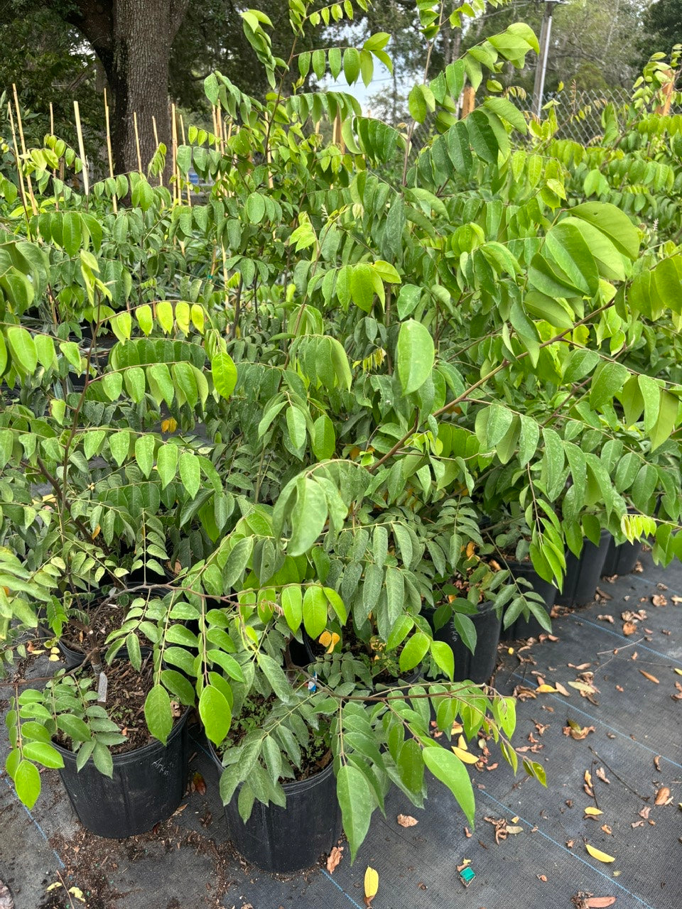 Sweet Grafted Star Fruit- Khe Ngot