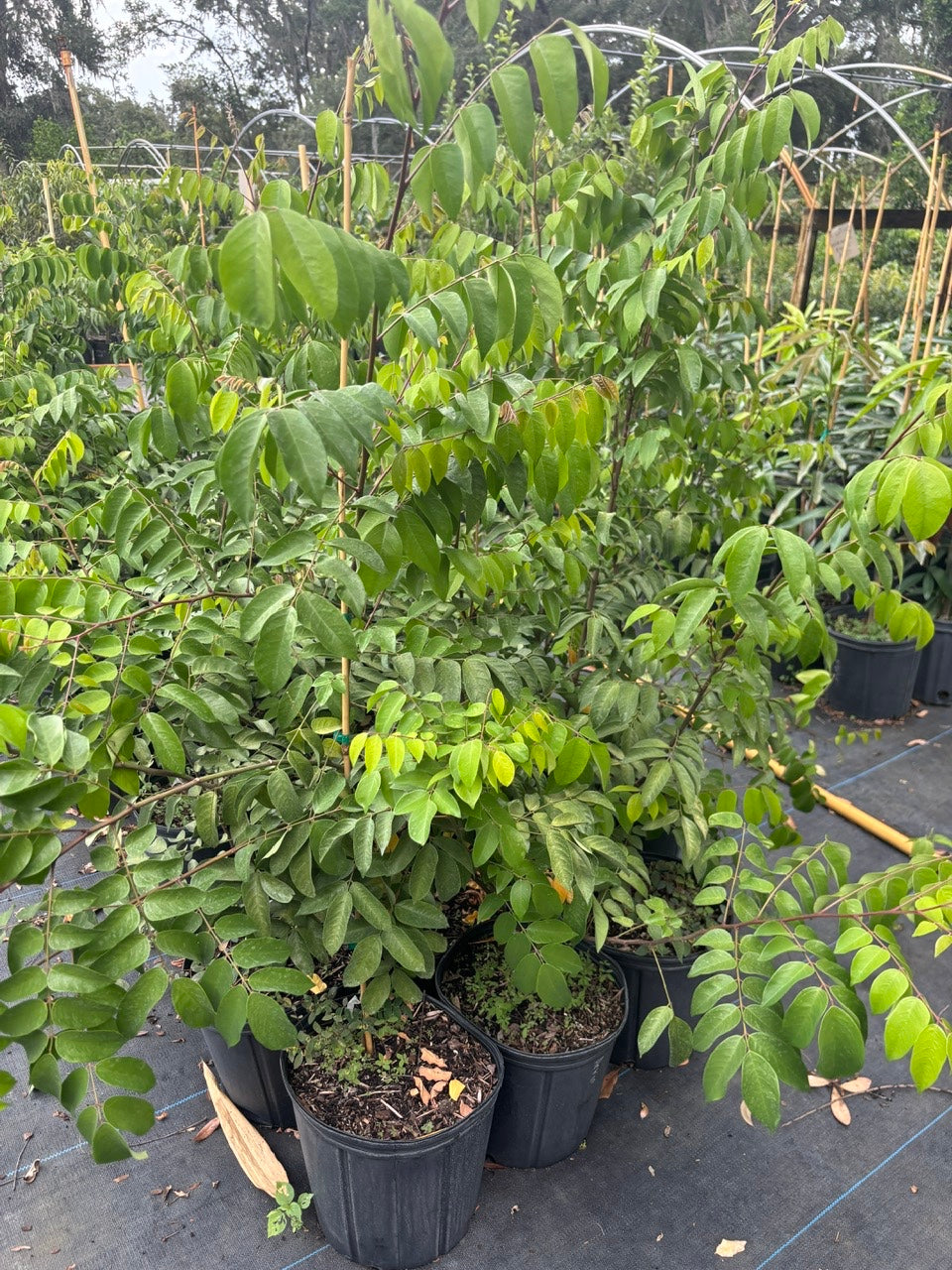 Sweet Grafted Star Fruit- Khe Ngot