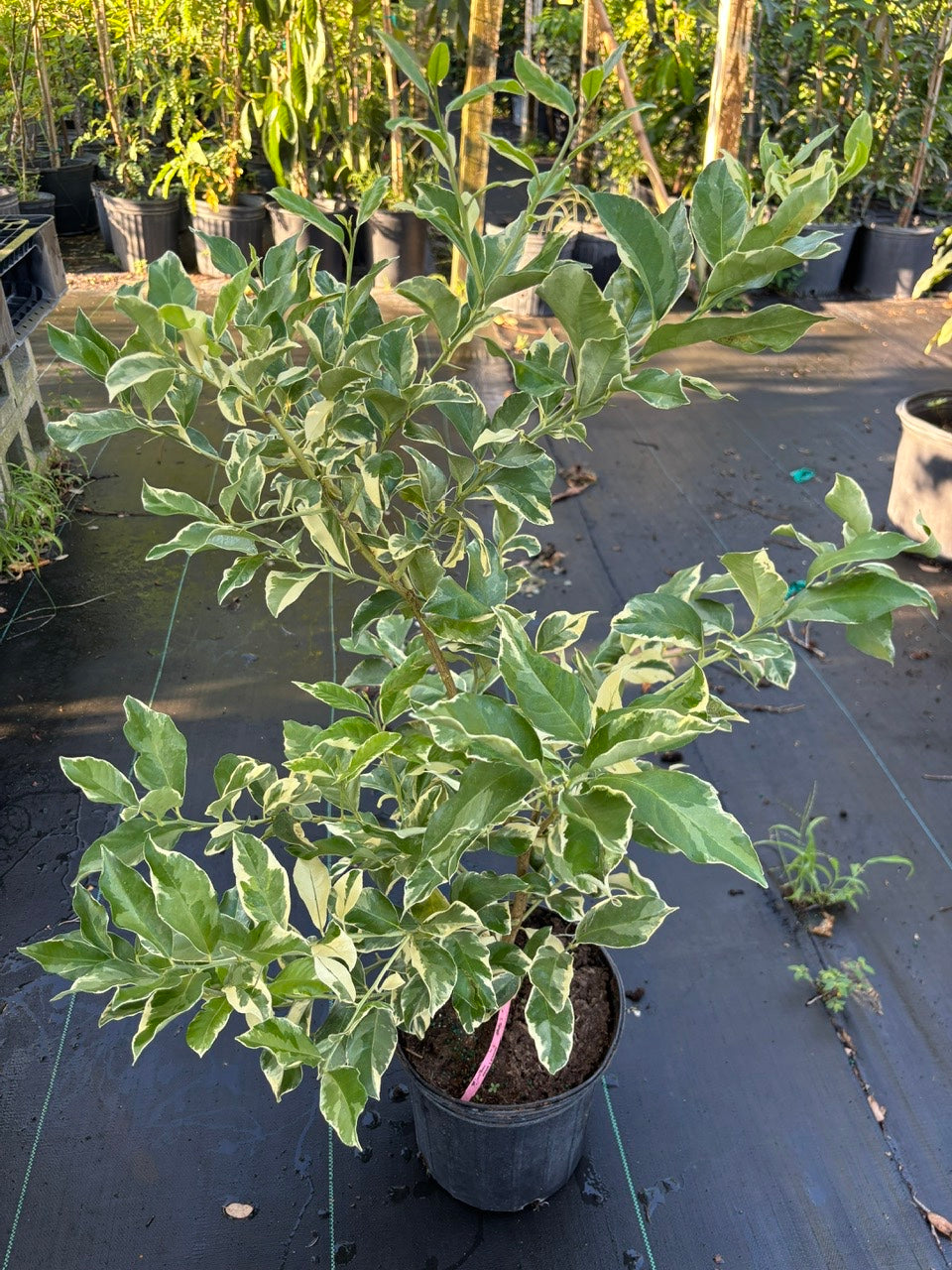 Variegated Pink Lemon Tree- Chanh Cam Thach