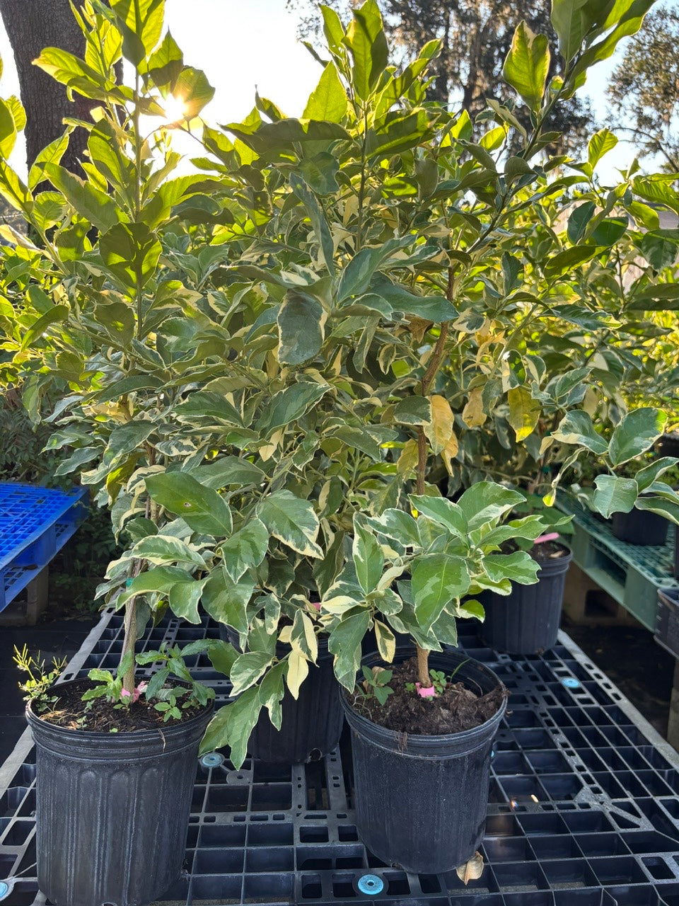 Variegated Pink Lemon Tree- Chanh Cam Thach