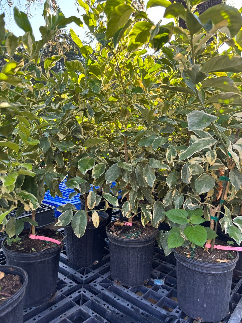 Variegated Pink Lemon Tree- Chanh Cam Thach