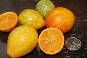 Centennial Variegated Kumquat Bush-Tac Cam Thach