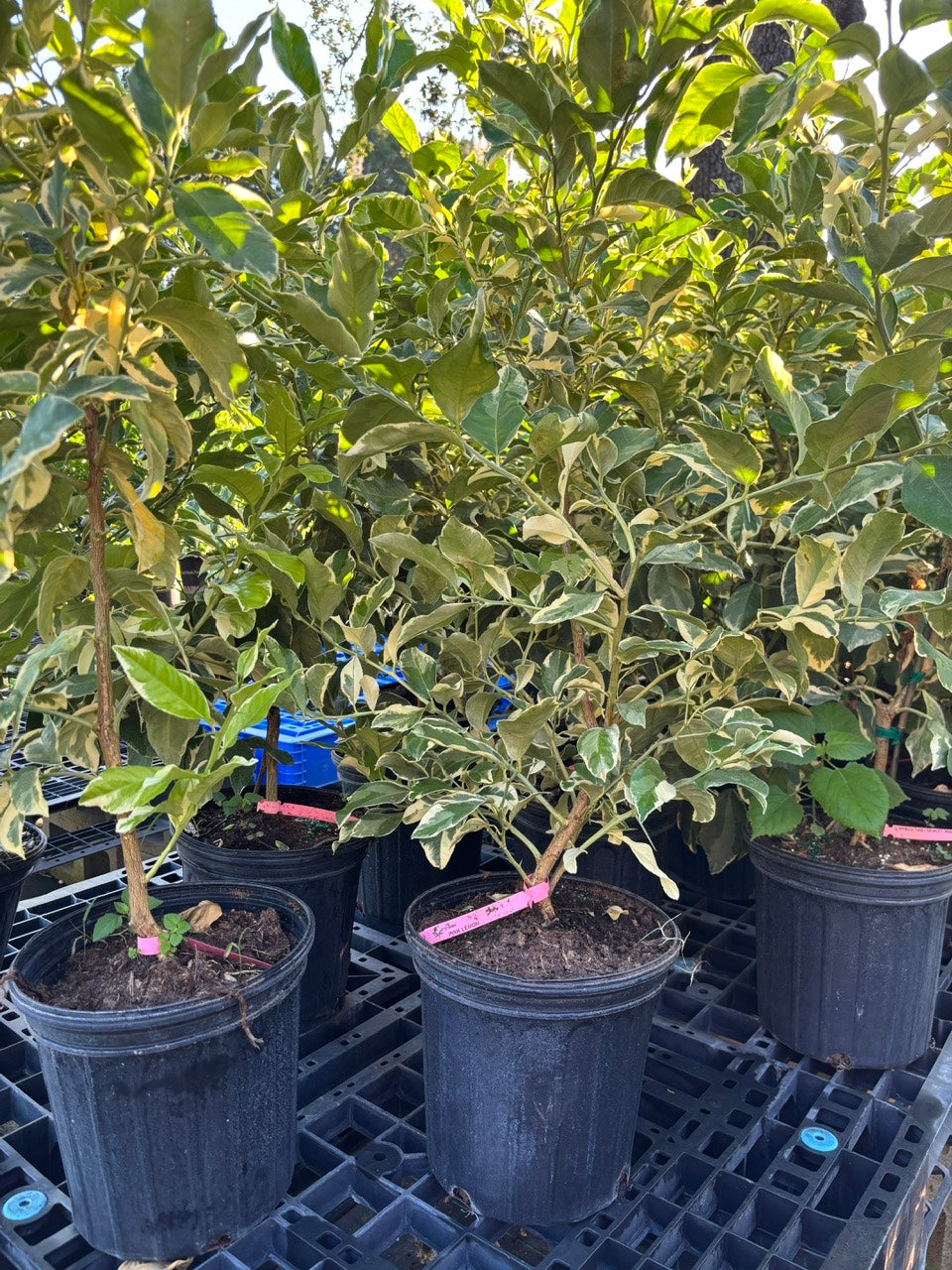 Variegated Pink Lemon Tree- Chanh Cam Thach