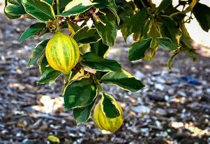 Variegated Pink Lemon Tree- Chanh Cam Thach