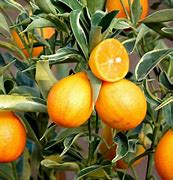 Centennial Variegated Kumquat Bush-Tac Cam Thach