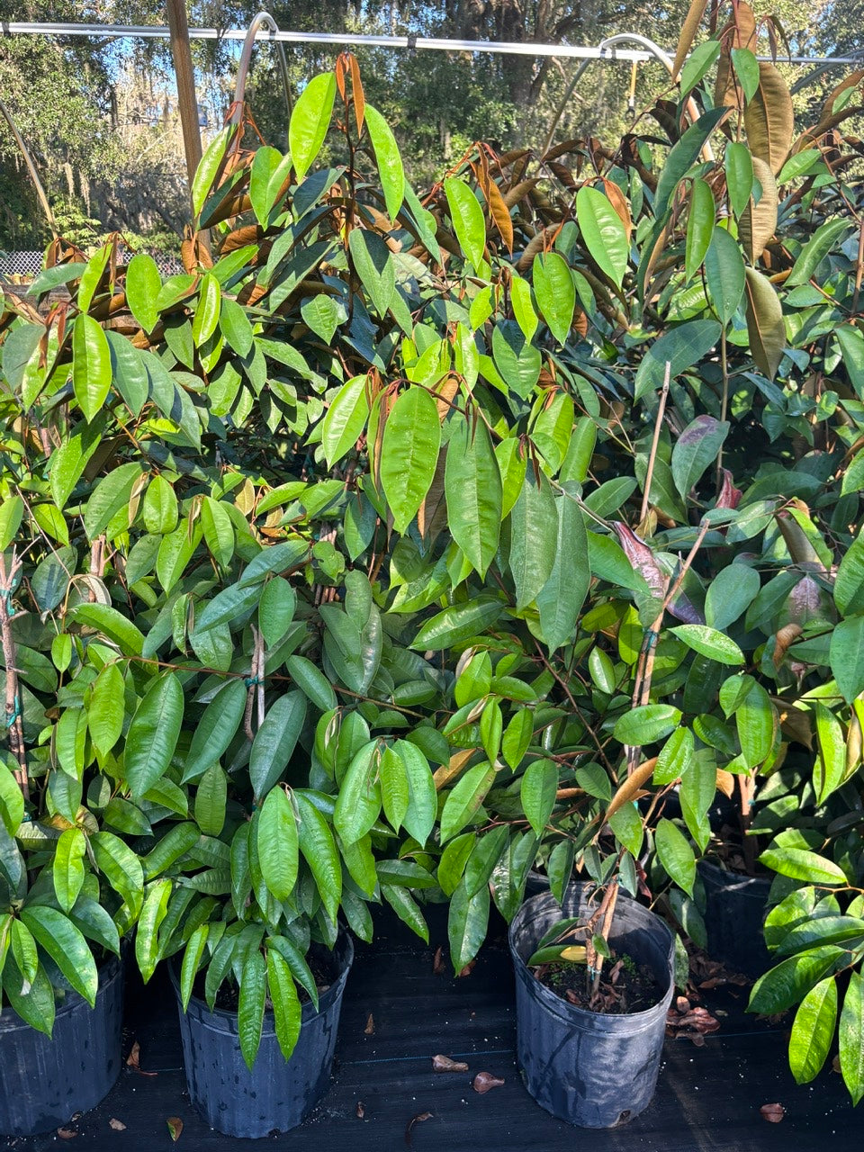Caimito Tree- Vu Sua