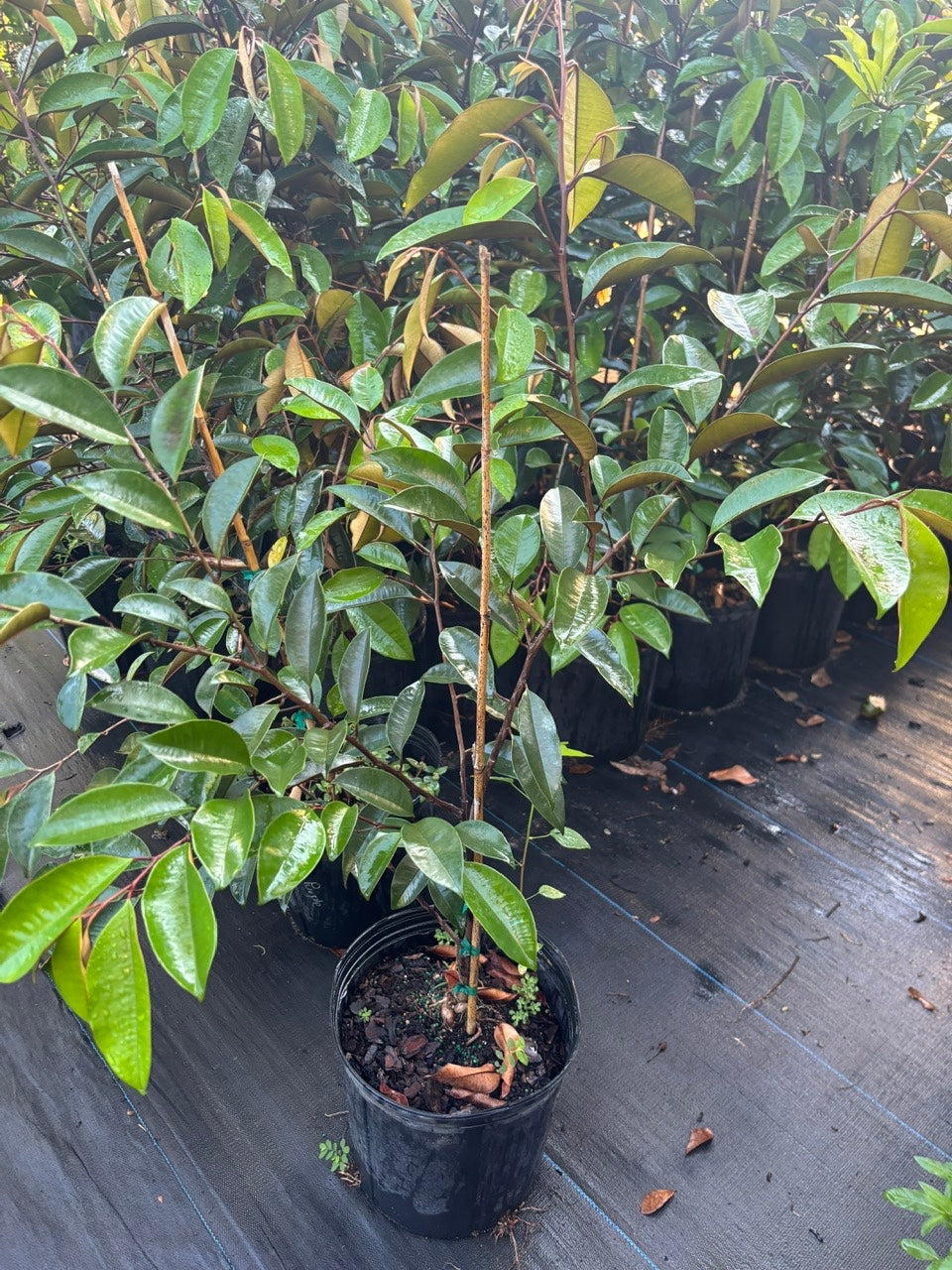 Caimito Tree- Vu Sua