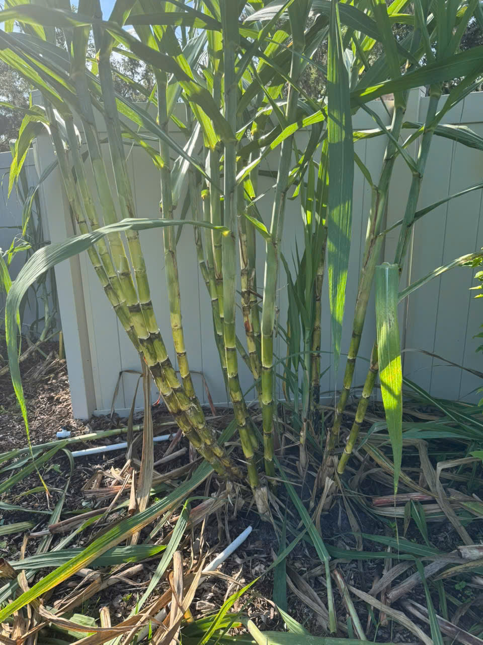 Green Sugarcane Stalks- Khuc Mia Xanh