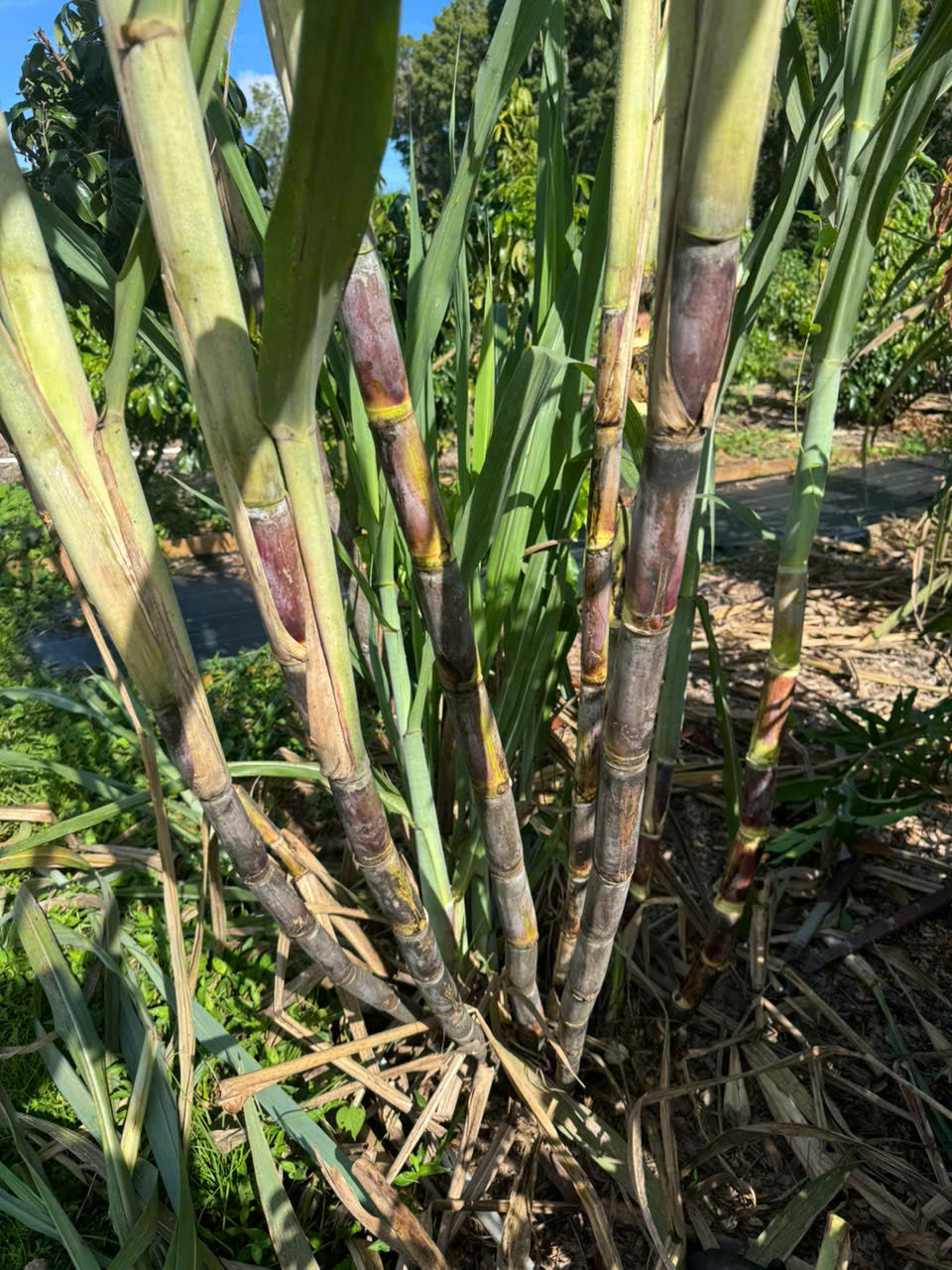 Purple Sugarcane Stalks- khuc mia tim