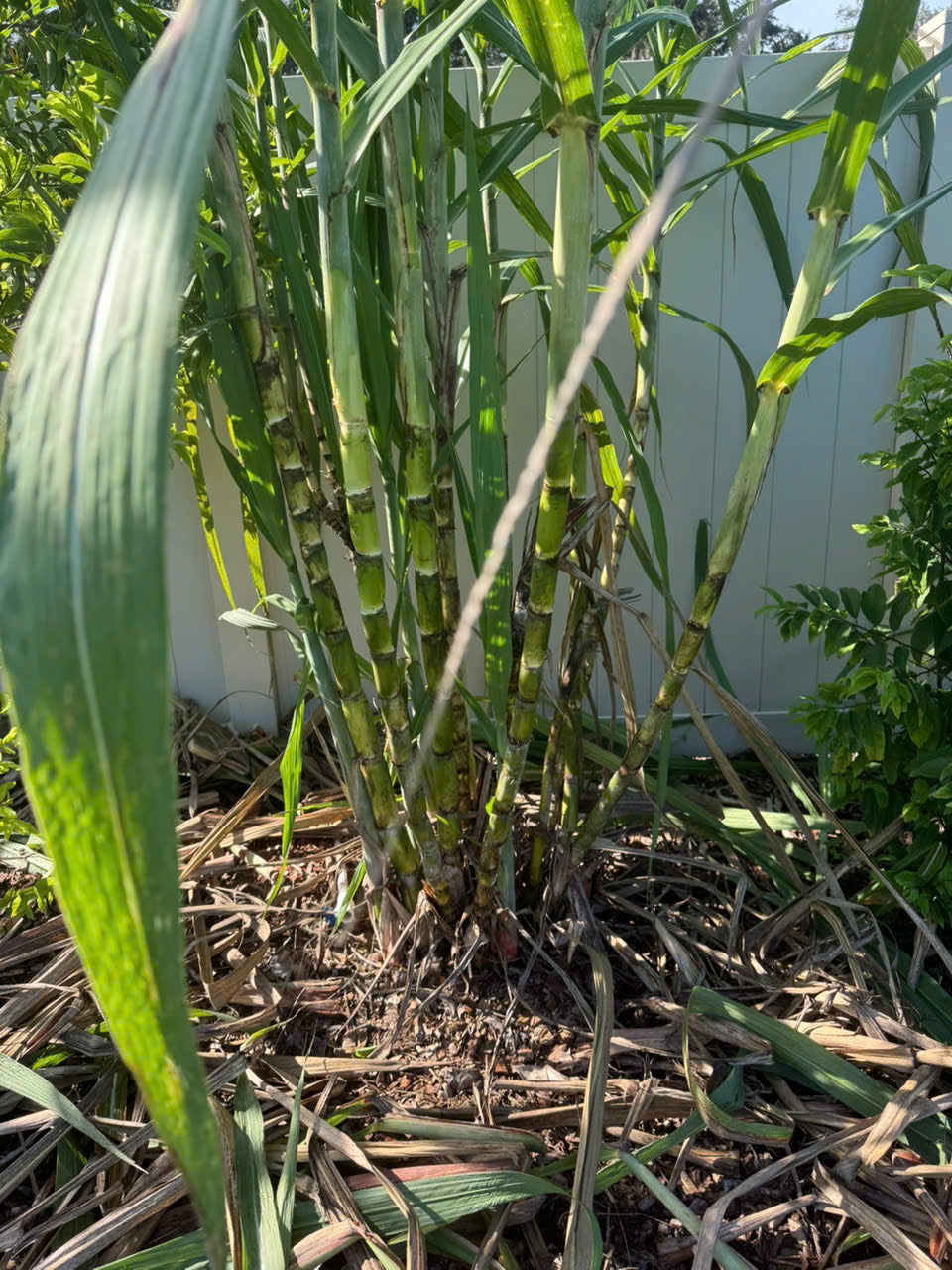 Green Sugarcane Stalks- Khuc Mia Xanh
