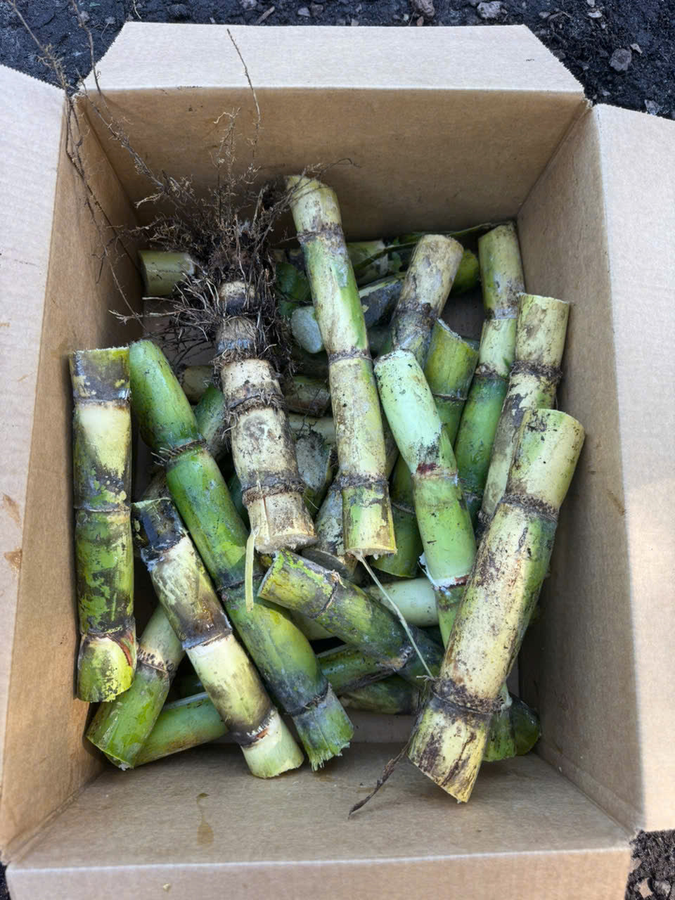Green Sugarcane Stalks- Khuc Mia Xanh
