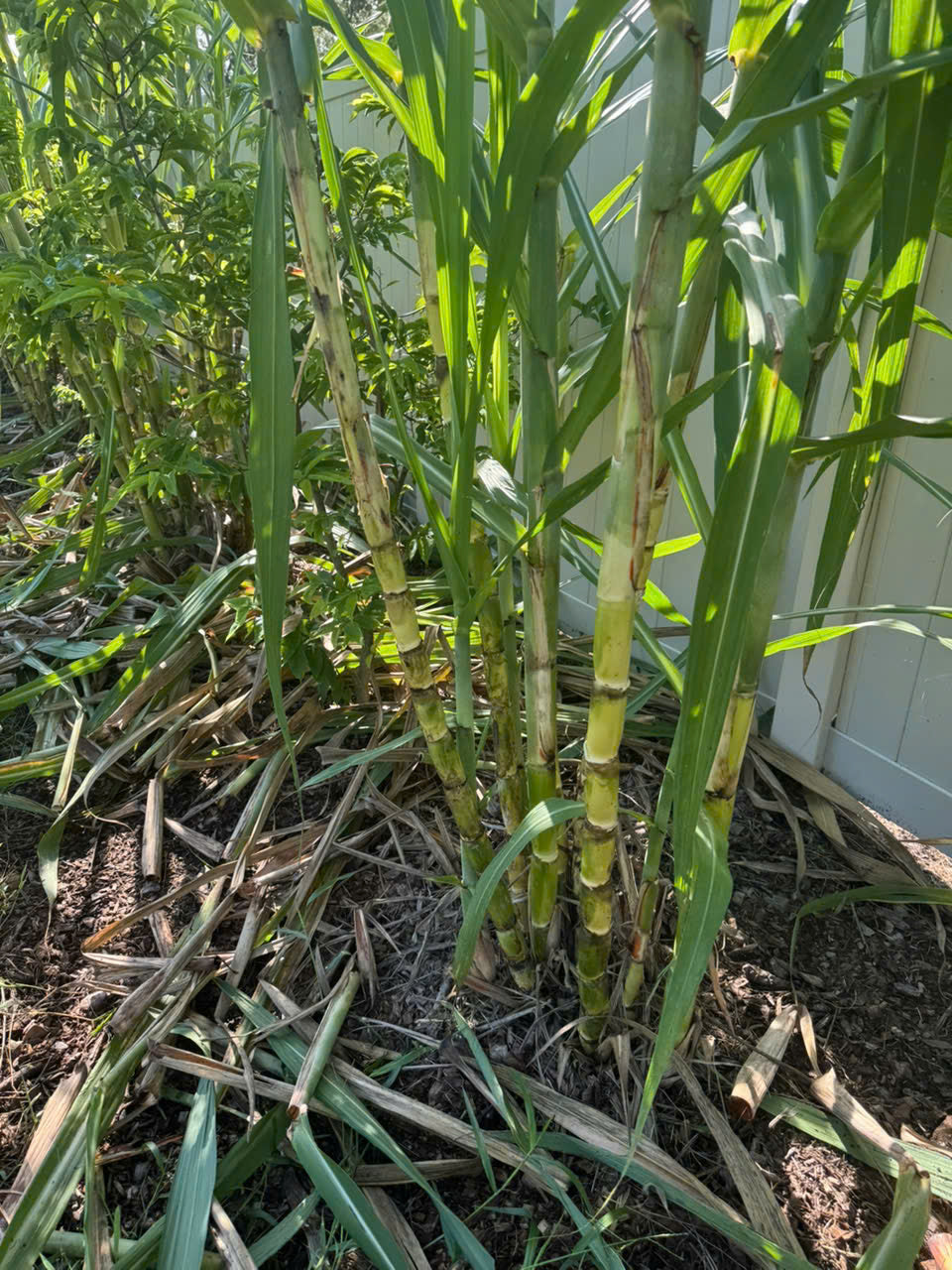 Green Sugarcane Stalks- Khuc Mia Xanh