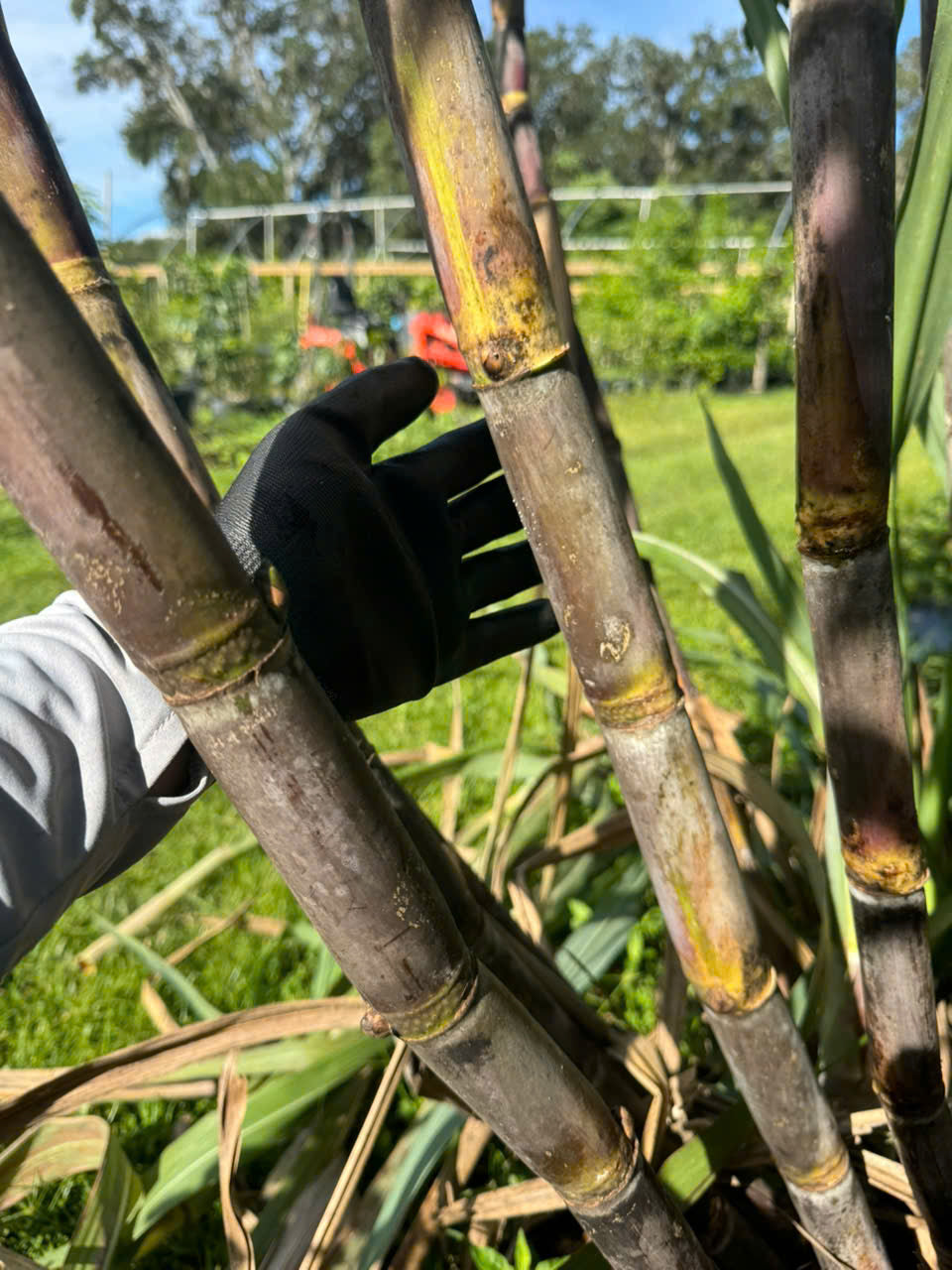 Purple Sugarcane Stalks- khuc mia tim