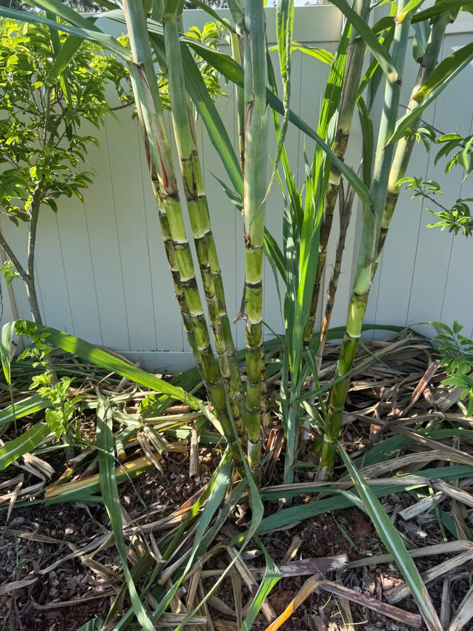 Green Sugarcane Stalks- Khuc Mia Xanh