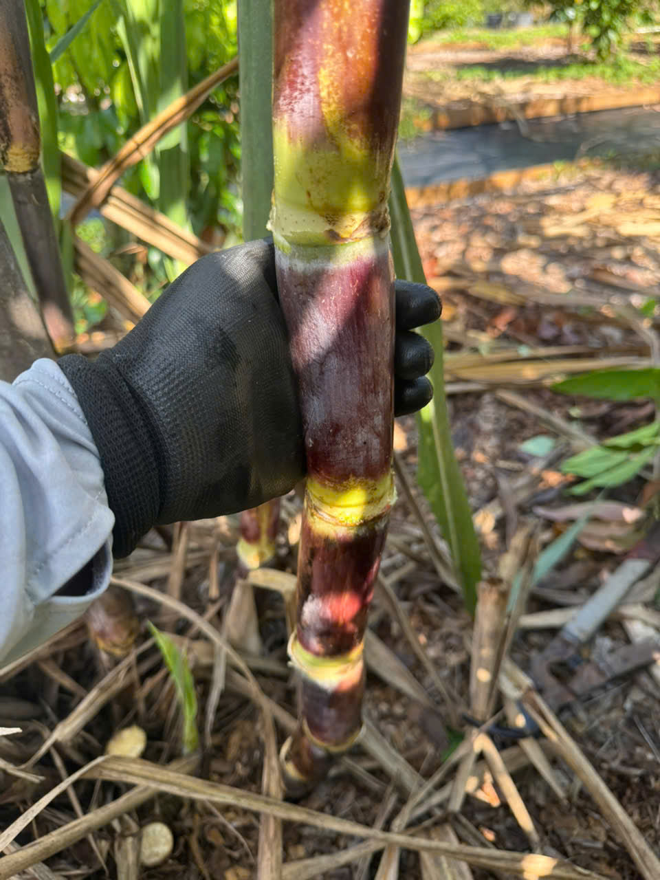 Purple Sugarcane Stalks- khuc mia tim