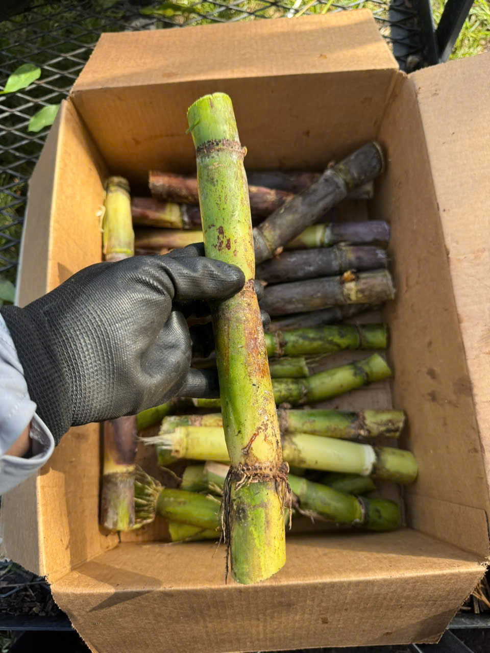 Green Sugarcane Stalks- Khuc Mia Xanh