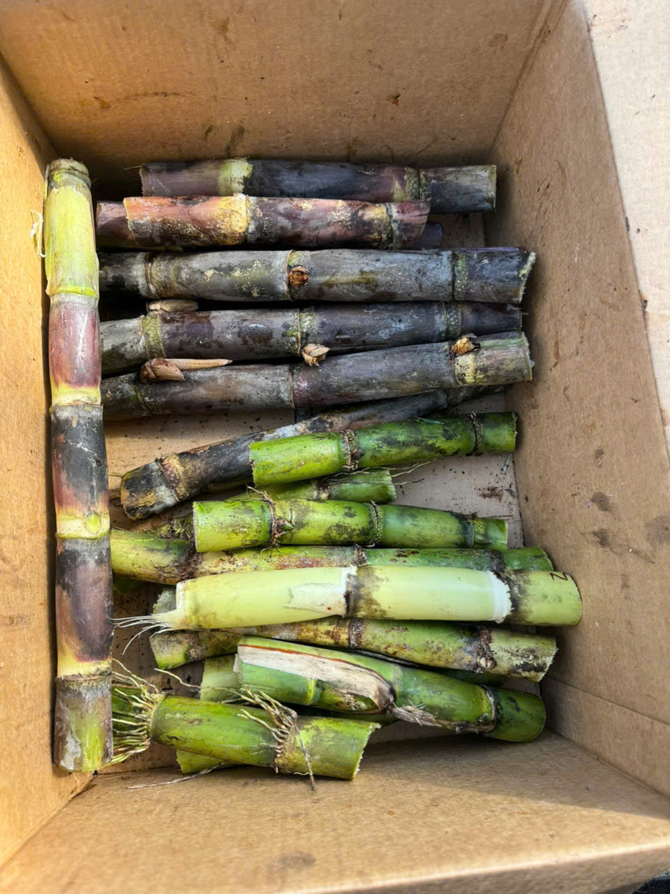 Purple Sugarcane Stalks- khuc mia tim