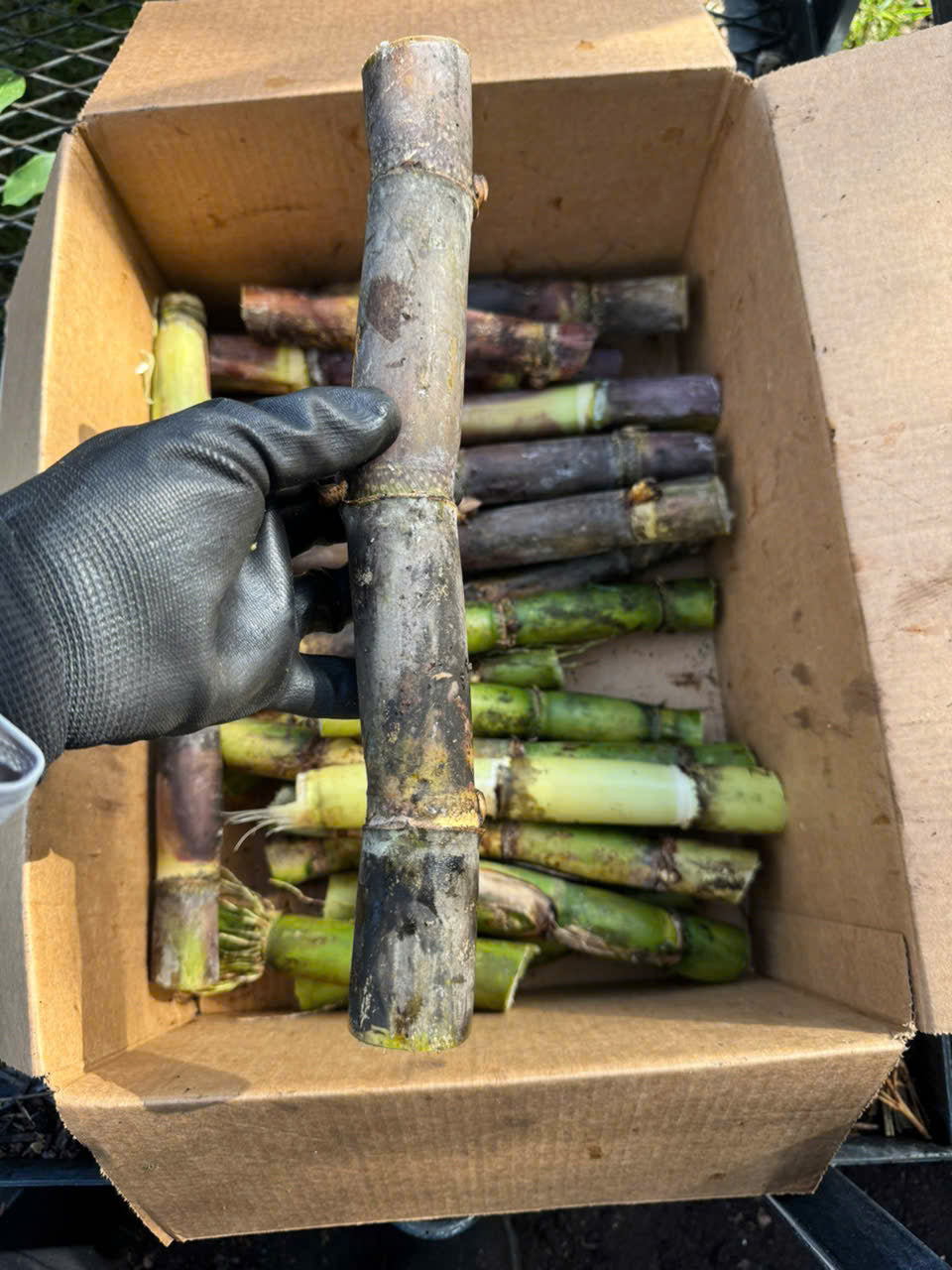 Purple Sugarcane Stalks- khuc mia tim