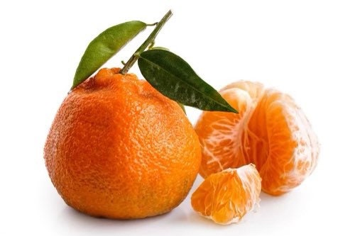 Satsuma mandarin tree-