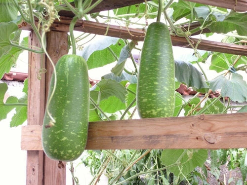 Bầu sao trái ngắn lai f1-10 hạt-Short Star Bottle Gourd